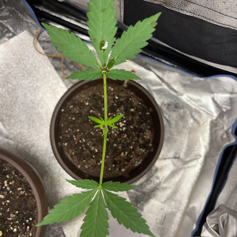 Diesel Automatic growlog timeline photo
