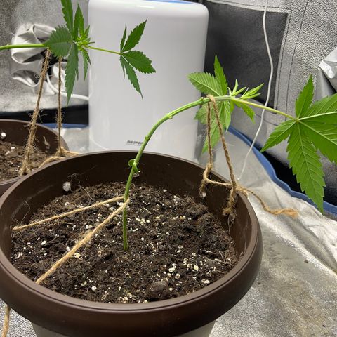 HulkBerry Automatic growlog timeline photo