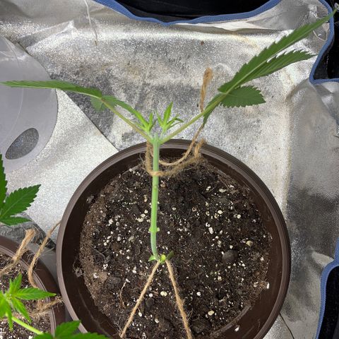 HulkBerry Automatic growlog timeline photo