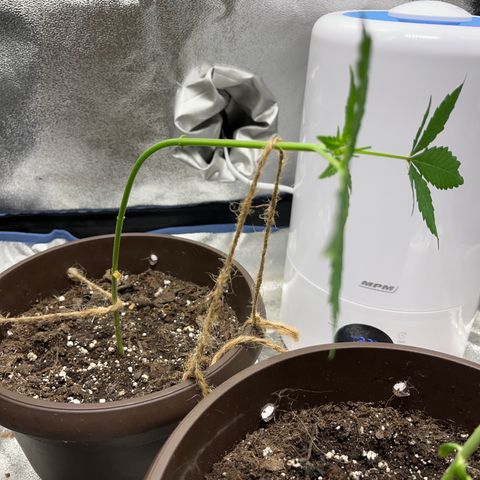 Diesel Automatic growlog timeline photo