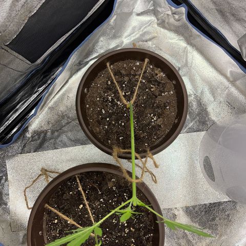Diesel Automatic growlog timeline photo