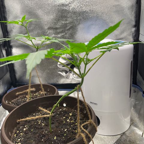HulkBerry Automatic growlog timeline photo