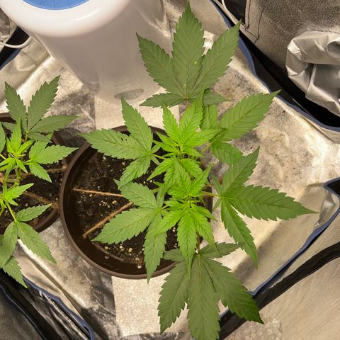 HulkBerry Automatic growlog timeline photo