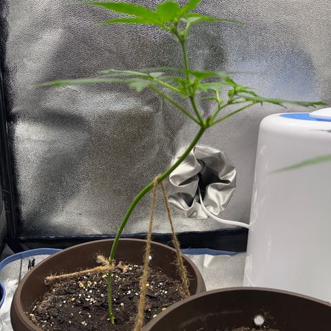 Diesel Automatic growlog timeline photo