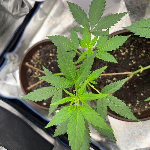 Diesel Automatic growlog timeline photo