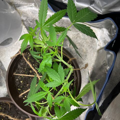 HulkBerry Automatic growlog timeline photo