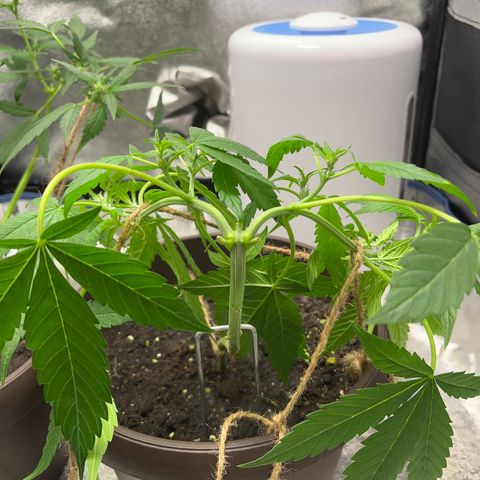 HulkBerry Automatic growlog timeline photo
