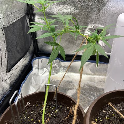 Diesel Automatic growlog timeline photo