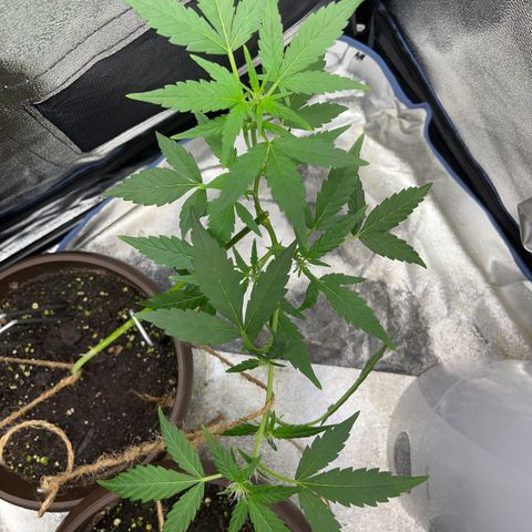 Diesel Automatic growlog timeline photo