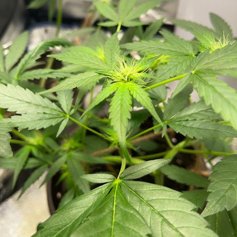 HulkBerry Automatic growlog timeline photo