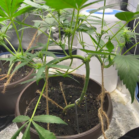 HulkBerry Automatic growlog timeline photo
