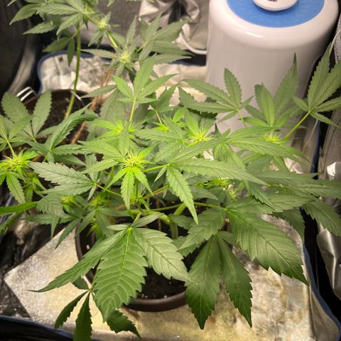 HulkBerry Automatic growlog timeline photo