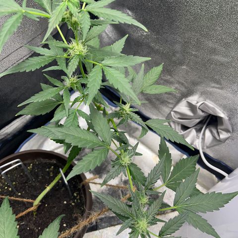 Diesel Automatic growlog timeline photo