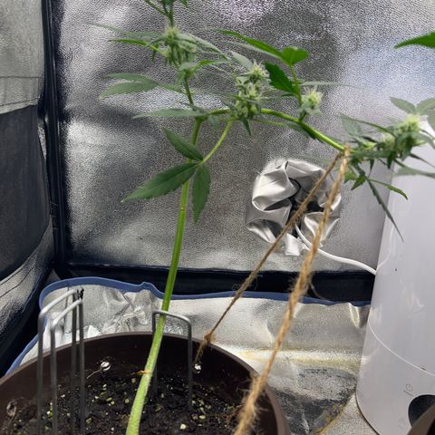 Diesel Automatic growlog timeline photo