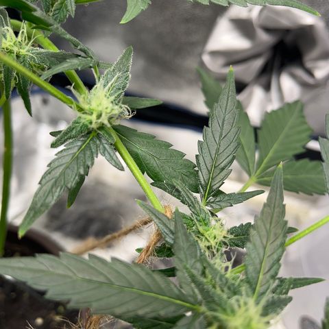 Diesel Automatic growlog timeline photo