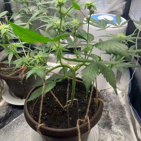 HulkBerry Automatic growlog timeline photo
