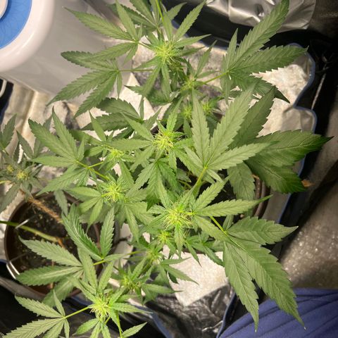 HulkBerry Automatic growlog timeline photo
