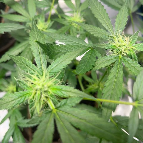 HulkBerry Automatic growlog timeline photo