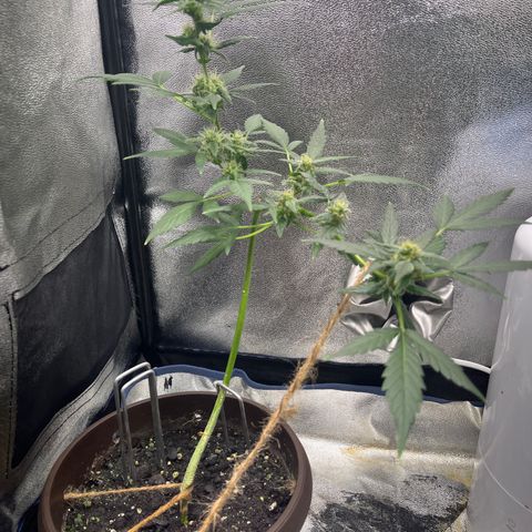 Diesel Automatic growlog timeline photo