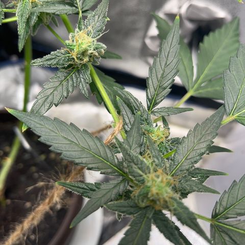 Diesel Automatic growlog timeline photo