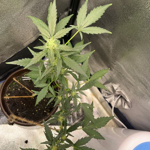 Diesel Automatic growlog timeline photo