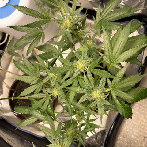 HulkBerry Automatic growlog timeline photo