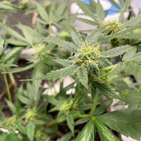 HulkBerry Automatic growlog timeline photo