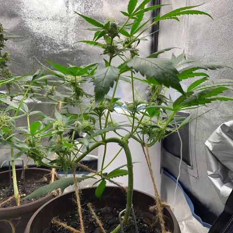 HulkBerry Automatic growlog timeline photo