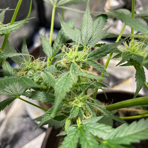 HulkBerry Automatic growlog timeline photo