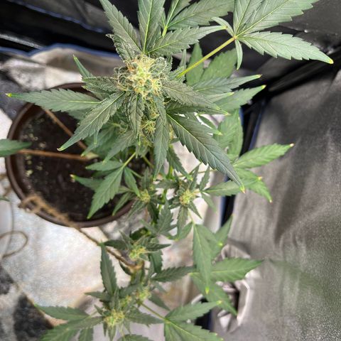 Diesel Automatic growlog timeline photo