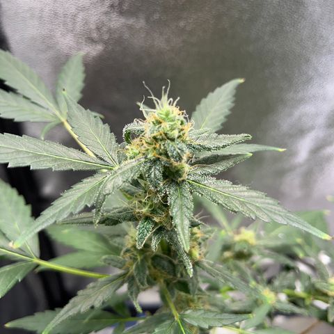 Diesel Automatic growlog timeline photo