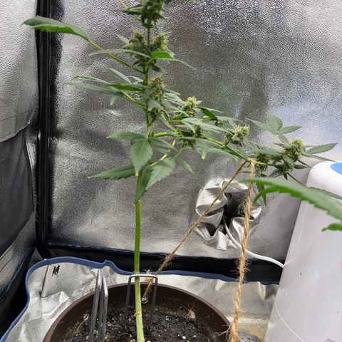 Diesel Automatic growlog timeline photo