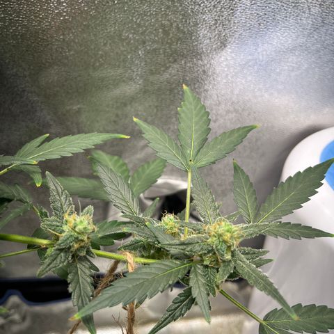 Diesel Automatic growlog timeline photo