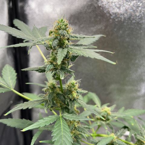 Diesel Automatic growlog timeline photo