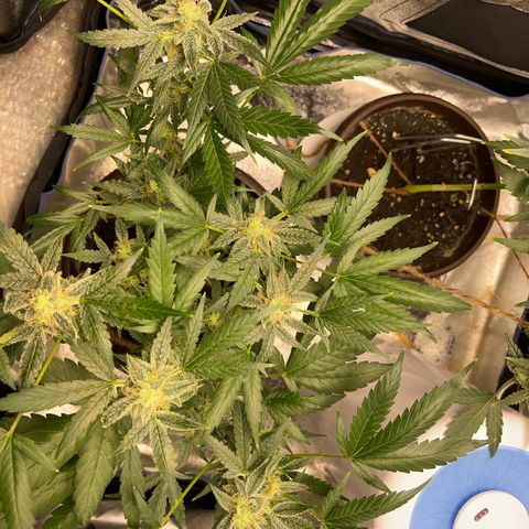 HulkBerry Automatic growlog timeline photo
