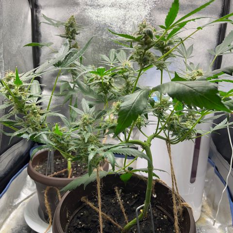 HulkBerry Automatic growlog timeline photo
