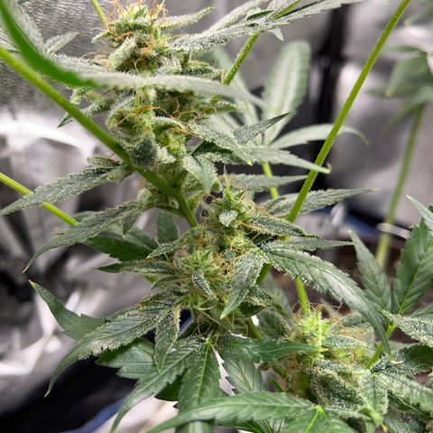 HulkBerry Automatic growlog timeline photo