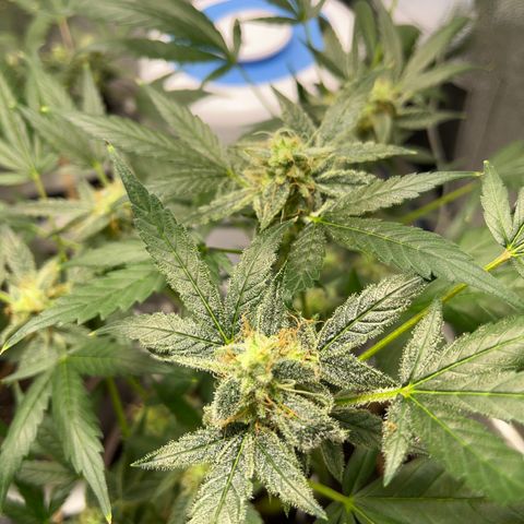 HulkBerry Automatic growlog timeline photo