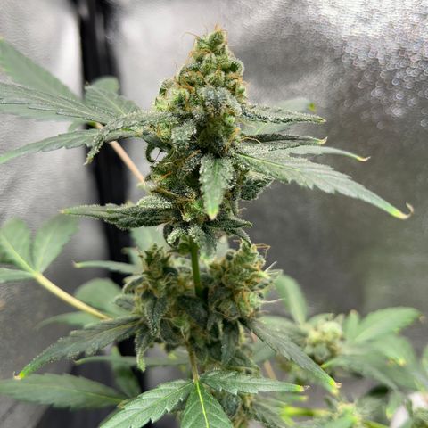 Diesel Automatic growlog timeline photo