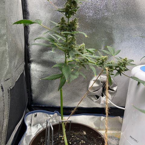 Diesel Automatic growlog timeline photo