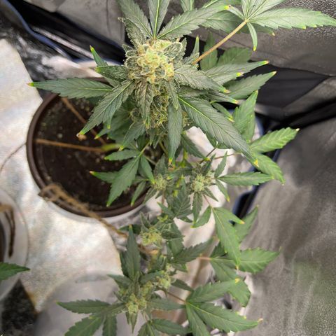 Diesel Automatic growlog timeline photo