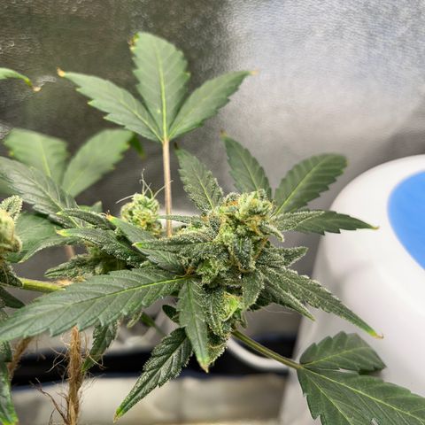 Diesel Automatic growlog timeline photo