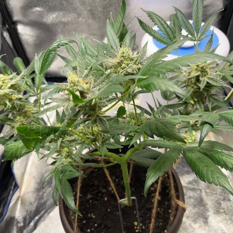 HulkBerry Automatic growlog timeline photo