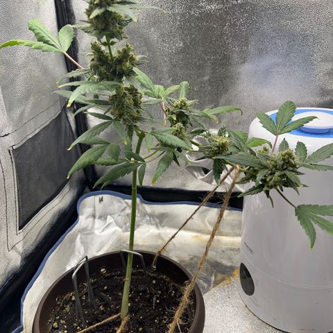 Diesel Automatic growlog timeline photo