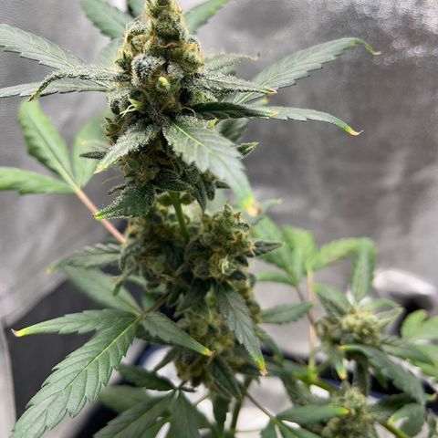 Diesel Automatic growlog timeline photo