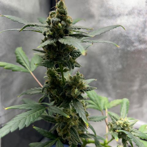 Diesel Automatic growlog timeline photo