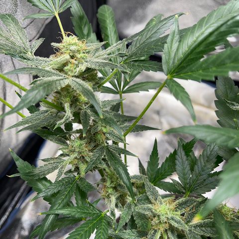 HulkBerry Automatic growlog timeline photo
