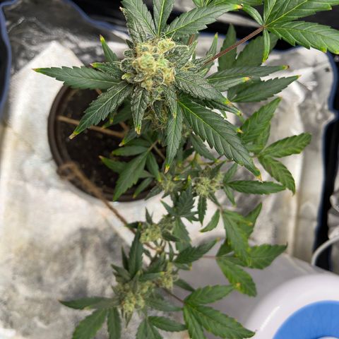 Diesel Automatic growlog timeline photo
