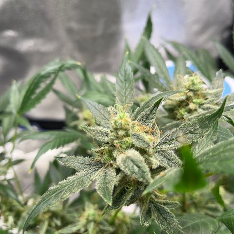 HulkBerry Automatic growlog timeline photo
