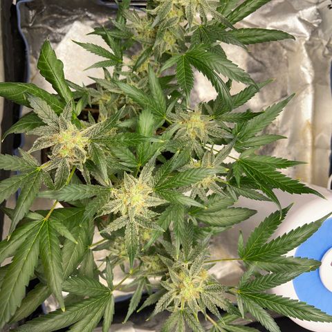 HulkBerry Automatic growlog timeline photo